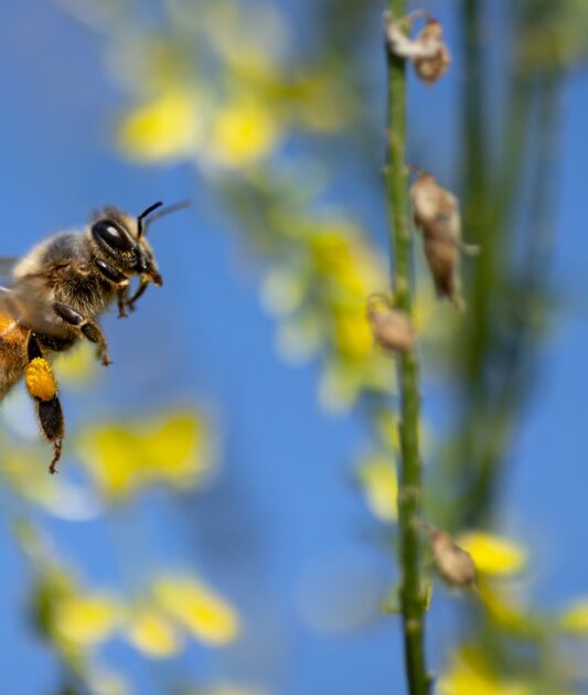Journées Portes ouvertes du Rucher - Les Abeilles de Mathis