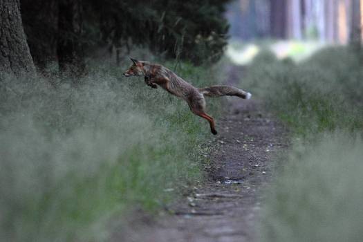 chasse renard