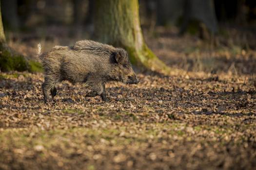 Sanglier