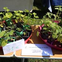 Jardin, Nature et Environnement en fête