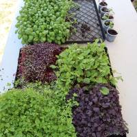 Jardin, Nature et Environnement en fête