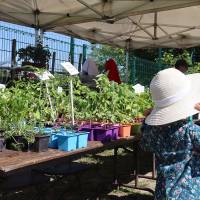 Jardin, Nature et Environnement en fête