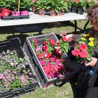 Jardin, Nature et Environnement en fête