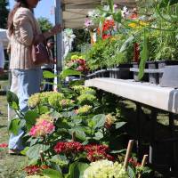 Jardin, Nature et Environnement en fête