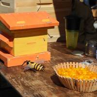 Jardin, Nature et Environnement en fête